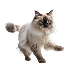 Ragdoll isolated on transparent background.