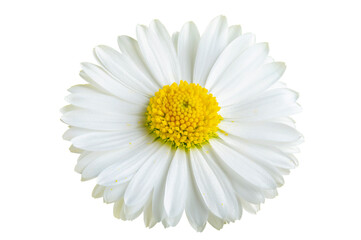 Fototapeta premium white chamomile flower on a white isolated background