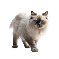 Ragdoll isolated on transparent background.