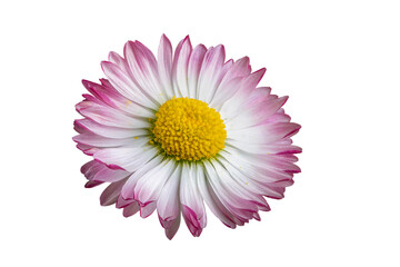 white pink flower on a white isolated background