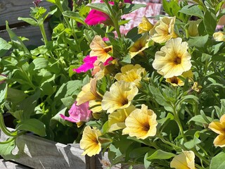 Petunia pink yellow flowers in wooden pot.