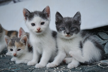 A group of small gray white kittens of same litter. Young cats in group sit and look ahead with big eyes. The concept of the street animals problem. Full length portrait.