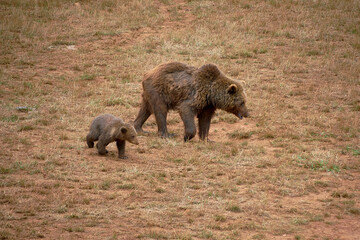 Female bear with her cub eating grass in the mountains