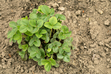 young strawberry bushes in the garden in spring