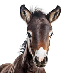 Close-up of a brown foal's face. Isolated on a transparent background. KI.