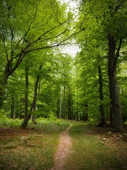 A hiking trail in nature in the middle of a green forest
