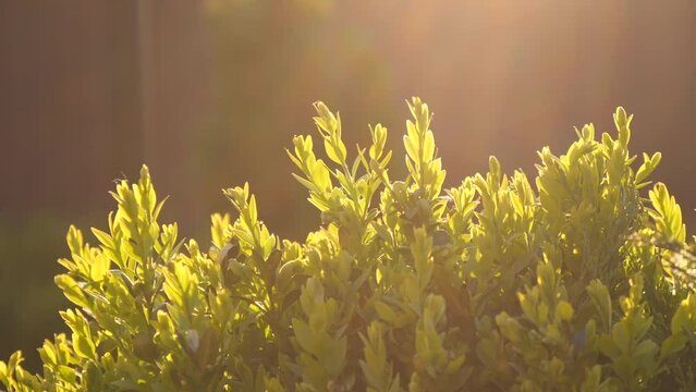 evergreen boxwood bush grows in spring in sunlight