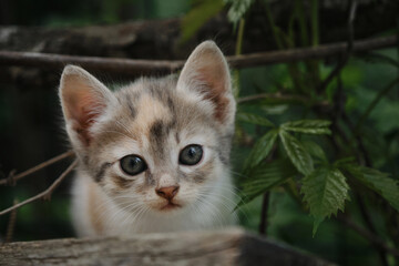Naklejka na ściany i meble One small street tricolor kitten sitting in garden against of green bushes. Postcard or picture for animal world puzzle. Portrait of beautiful clean young mongrel cat with big eyes close up.