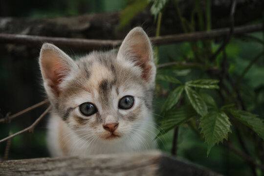 One small street tricolor kitten sitting in garden against of green bushes. Postcard or picture for animal world puzzle. Portrait of beautiful clean young mongrel cat with big eyes close up.