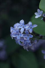 Fototapeta premium flowers of a lilac