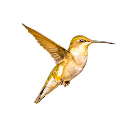 Fototapeta premium young male Ruby throated Hummingbird - Archilochus colubris - isolated cutout on white background, great feather detail, gorgets starting to become visible. Wings back and extended open, eye closed