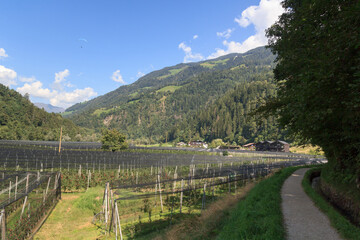 Tandem paragliders above apple plantation and mountain panorama near Saltaus, South Tyrol, Italy