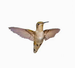 young male Ruby throated Hummingbird - Archilochus colubris - isolated cutout on white background, great feather detail, gorgets starting to become visible. Wings back underside visible