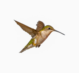 young male Ruby throated Hummingbird - Archilochus colubris - isolated cutout on white background, great feather detail, gorgets starting to become visible. Wings back behind