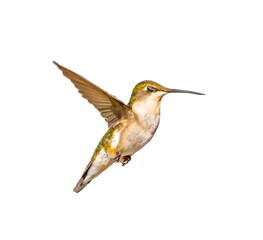 young male Ruby throated Hummingbird - Archilochus colubris - isolated cutout on white background, great feather detail, gorgets starting to become visible. Wings back and extended open, eye closed