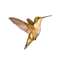 young male Ruby throated Hummingbird - Archilochus colubris - isolated cutout on white background, great feather detail, gorgets starting to become visible. Wings back and extended open