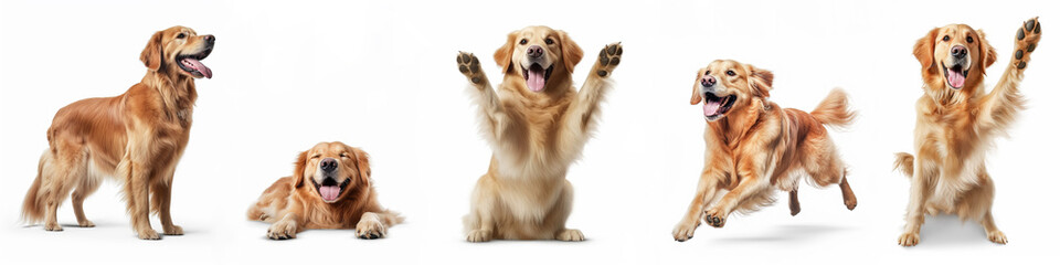 Fototapeta na wymiar Animals pets dog banner panorama long - Collection of funny cute crazy laughing lying, jumping, standing, sitting golden retriever dogs, isolated on white background, Generative AI