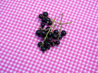 Blackcurrant picked ripe berries on pretty pink checkered tablecloth. Healthy medicinal fruit rich in antioxidants and vitamin C.