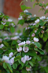 Pink blossoms on quince tree. Selective focus.