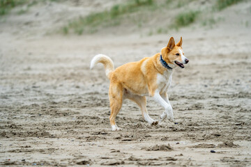 person walking dog on beach