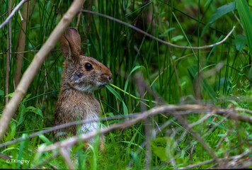 Swamp rabbit enjoying dinner.