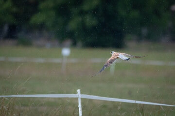 Turmfalke fliegt durch den Regen 