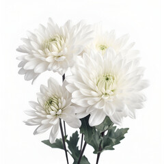 Bouquet of chrysanthemum flower plant with leaves isolated on white background. Flat lay, top view. macro closeup
