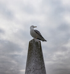 Spectacular seagull posing on stone mast.