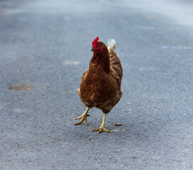 Hen walking over a road.