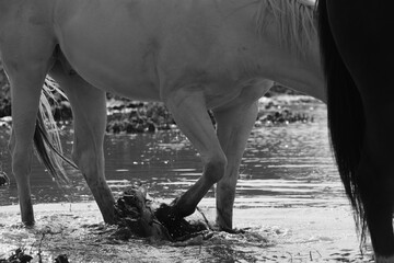 Young white horse legs pawing at shallow pond water during summer.