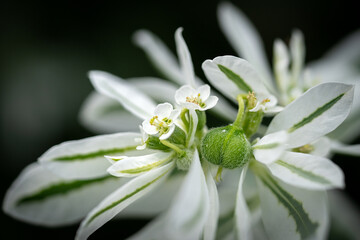 Obraz premium Blüte in voller Pracht 