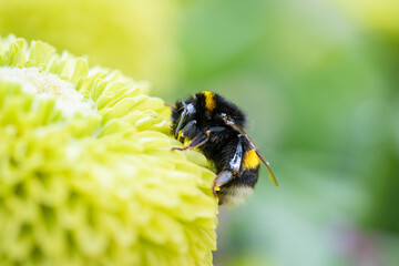 Eine Hummel beim Essen © Brüsertiv