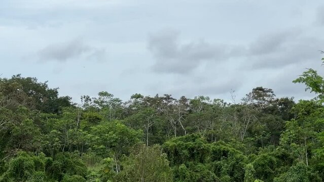 Fahrt auf dem Amazonas