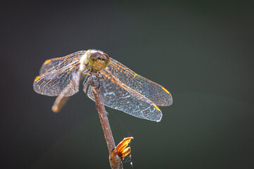 Eine Libelle ganz nah 