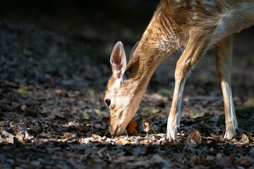 Babyhirsch futtert sein Futter 