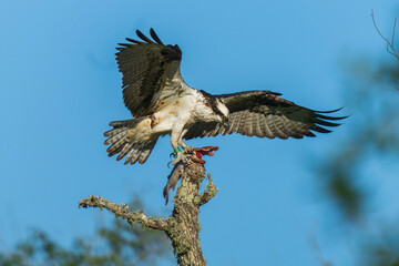 Osprey with a fish