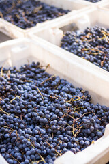 Cosecha de uvas / vendimia /viñedo