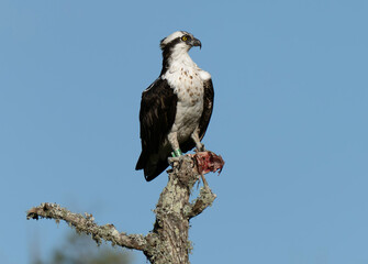 Osprey with a fresh catch