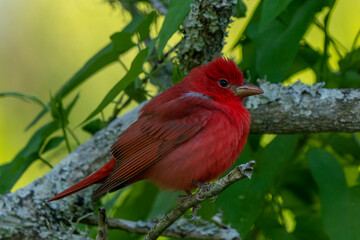 Tanager on a branch