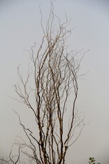Dry branches of a tree against the sky
