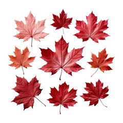 Naklejka na ściany i meble Maple leaf template PNG file, transparent background. for Canada Day, national holiday, autumn fall festival, Thanksgiving, July 1st celebration. use for mockup, template, banner, website material.
