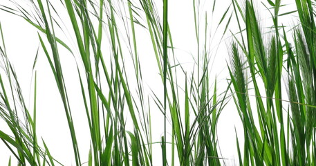 Obraz premium Close up fresh green grass row isolated on white texture with clipping path
