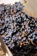 Cosecha de uvas / vendimia /viñedo