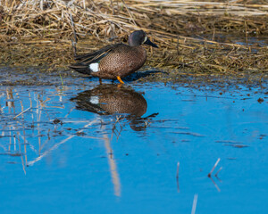 Blue-winged Teal May