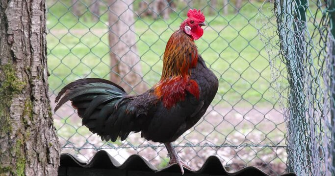 Beautiful rooster with colorful feathers crowing in the morning, standing proudly on the roof of the hen house fenced with wire. Close up of the rooster wake up everyone in the yard