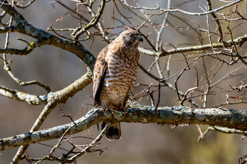 Broad-shouldered Hawk Perched on Tree