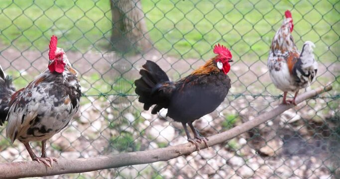 Three roosters crowing in the morning, standing proudly in the hen house fenced with wire. Close up of the roosters wake up everyone in the yard