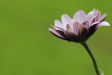 Fototapeta premium African daisy 