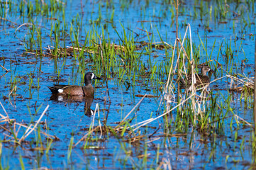Blue-winged Teal May
