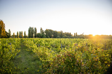 Cosecha de uvas / vendimia /viñedo